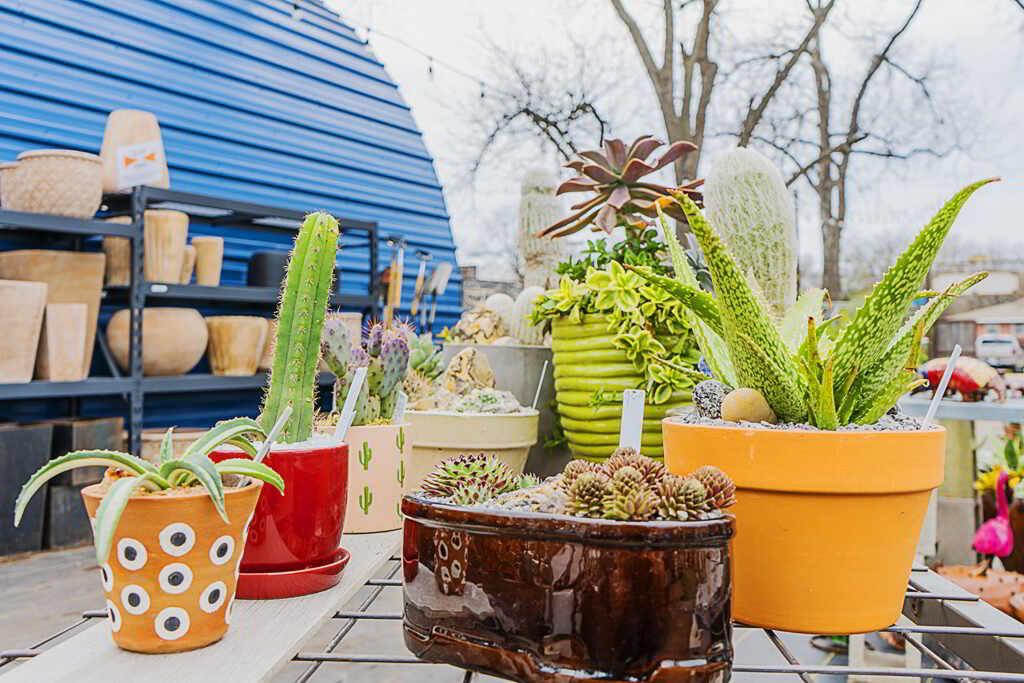 Cactus plants in pots on a table in front of a blue building.